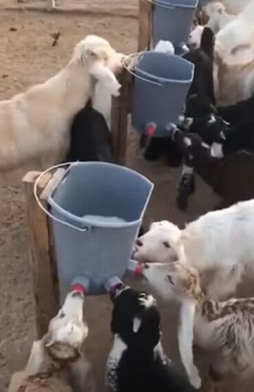 Коровы, быки: Кормушка, Для еды, Для животных, Самовывоз, Платная доставка — 2