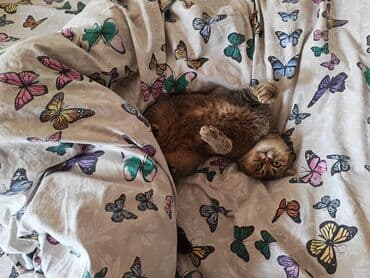 şotlant pisiyi: Şotland yastı qulaq — 8