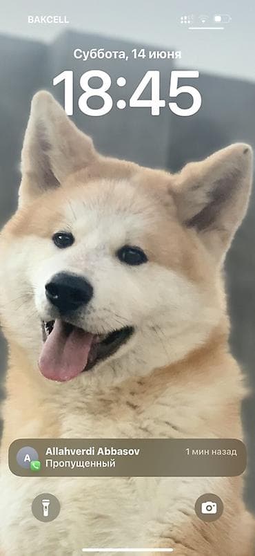 doyuş itləri: Akita-inu, 5 il, Erkek, Peyvəndli, Ünvandan götürmə — 2