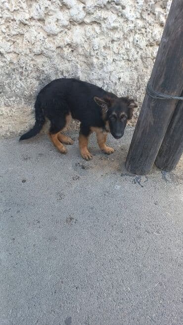 немецкая овчарка цена в баку: Немецкая овчарка, 6 месяцев, Самец, Самовывоз — 1