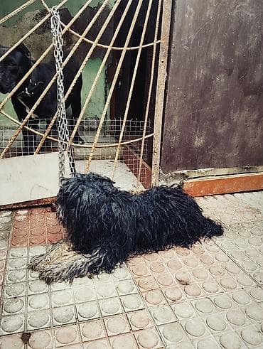 sabuncu it bazarı: 1 il, Erkek — 4