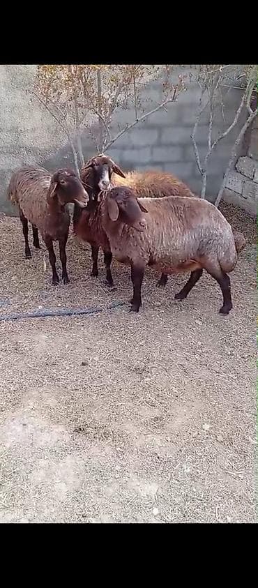 canavar balasi satilir: Dişi, Qala, il: 2, 90 kq, Damazlıq, Ünvandan götürmə — 1