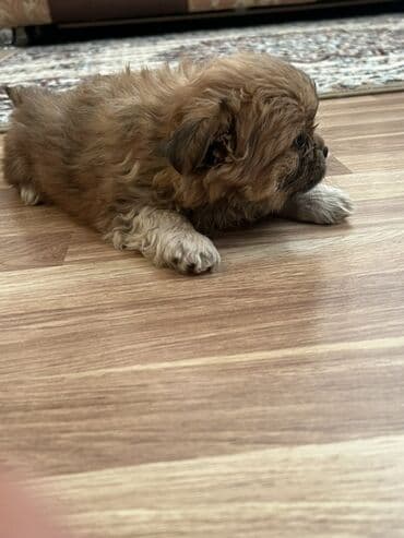 kangal balasi satilir: Piknes balası tam saglam 2 aylıg disidi — 3