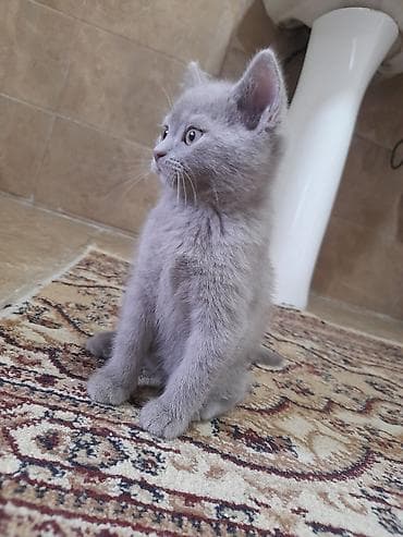 benqal pisik: Şotland, Erkək, Yaxşı əllərə — 6