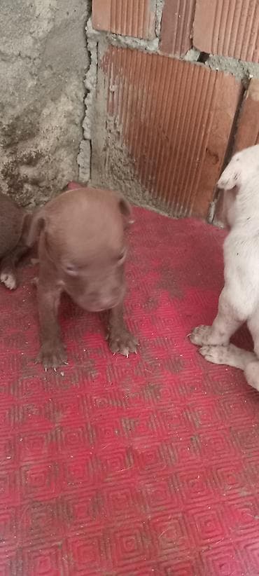 it pitbull: Pitbul, Peyvəndli — 6