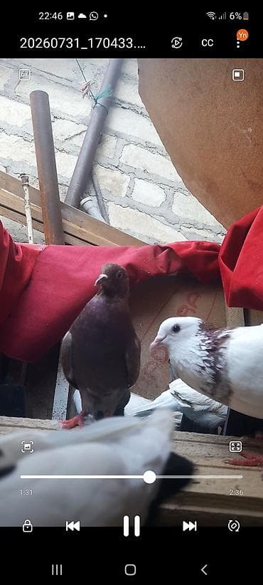 ababil quşu: Salam Aleykum Goyercin satilir Cutu 30 azn Tekce Qirmizi boyun Qirmizi — 3