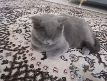 bala pişiylər: Britan, Dişi — 3