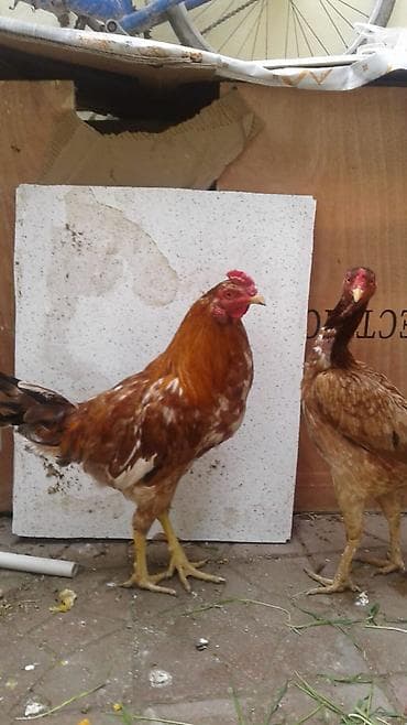 xoruz otu: Toyuq, Damazlıq — 4