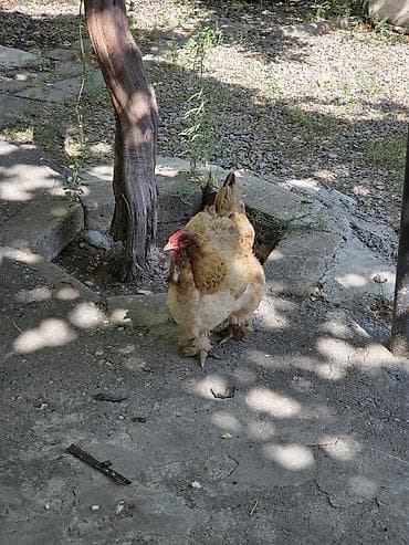 berde mal bazari: Toyuq, Brama, Damazlıq, Ödənişli çatdırılma — 5