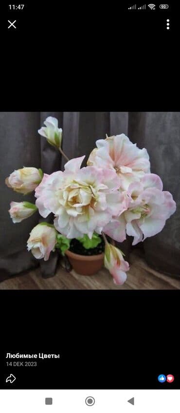 Ev personalı və təmizlik: Salam 41 yaşim var xadime veya qab yuma kiməsə lazım olarsa 0773301689 — 1