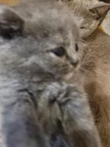 syam pişik: Boz tüklü balaca pişik balası - Cins: uzun tüklü, yumru üz quruluşlu — 6