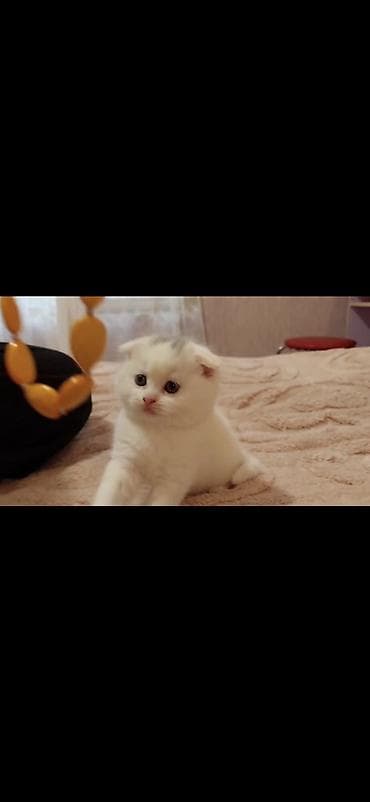 pisik cutlesdirmek: Şotland yastı qulaq, Dişi — 2