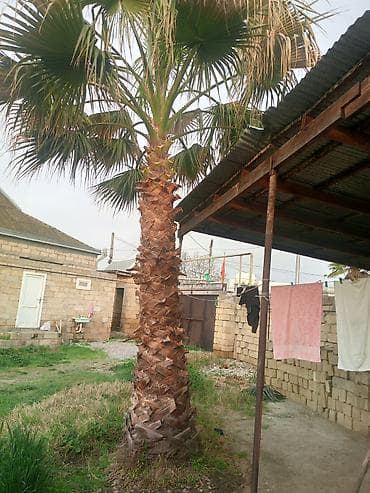 iran xurma agaci: Palma ağacı — 1