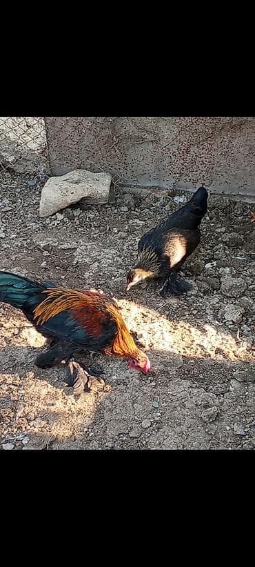 Məhsul: Ev quşları – xoruz və toyuq cütü Təsvir:bir cutu - Şəkildəki