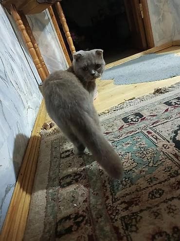 pisiyler: Şotland — 5