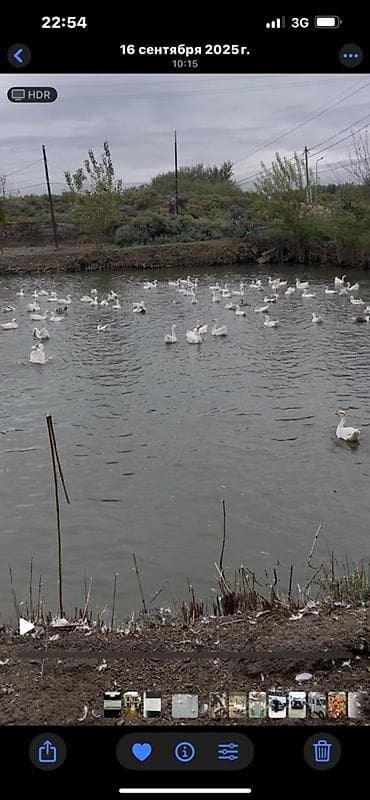 it balalari satisi: Qaz satışı – su hövzəsində saxlanılan sürü - Növ:linda (ağ və qarışıq — 1