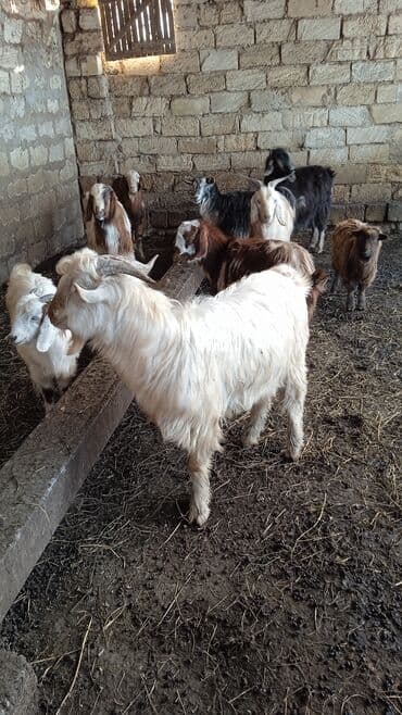 SİM-kartlar: Salam hevanlar super temiz hevanlardir 4 dişidir — 1