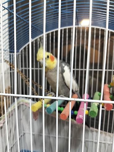 qus nömreleri: Nimfa (cockatiel) quşu və tam avadanlıqlı qəfəs dəsti - Növ: Nimfa — 5