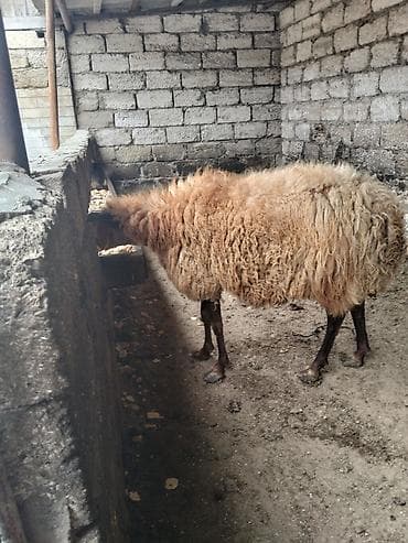 qoyun barter: Qoyun – qaragül tipli, uzunqulaq, qəhvəyi başlı və açıq qəhvəyi yunlu — 10