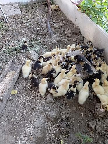 Məhsul: Ördək balaları (çoxsaylı) Təsvir: - Evdə bəslənən ördək