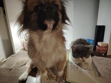 heyvan bazari itler: Pekines — 5