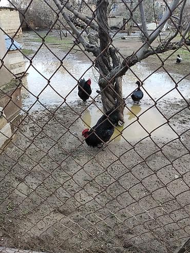 heyvalar: Xoruz, il: 1, Ünvandan götürmə — 3