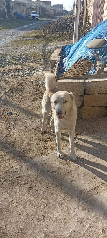 Gəmiricilər: 9 ay, Erkek, Cütləşmə üçün, Ünvandan götürmə — 4