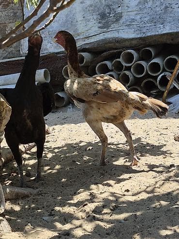 K/t heyvanları və malları: Toyuq, Damazlıq — 5