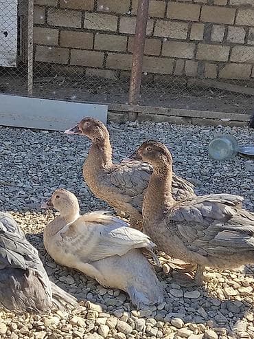 hinduska cucesi satilir: Temiz qan ordeylerdi hamisi xoruzdu catdirlma var yari yariya macar — 2