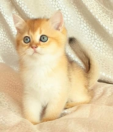 pişim: Britan — 7