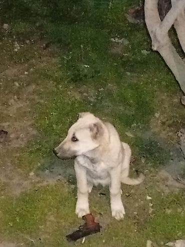 en ucuz itler: Qafqaz çoban iti, 4 ay, Dişi, Peyvəndli, Ünvandan götürmə — 8
