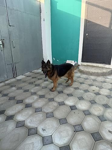 meydan itleri: Alman çoban iti, 1 il, Dişi — 6