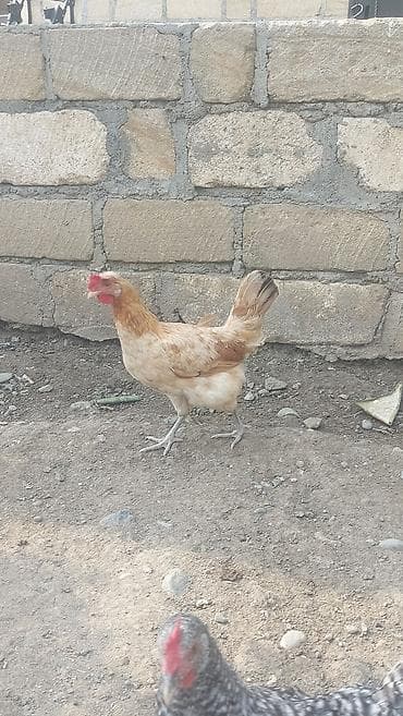 qızıl quş: Salam həyət toyuqları satılır. yumurtalıq 1 illik, 1 ədədidinin — 3