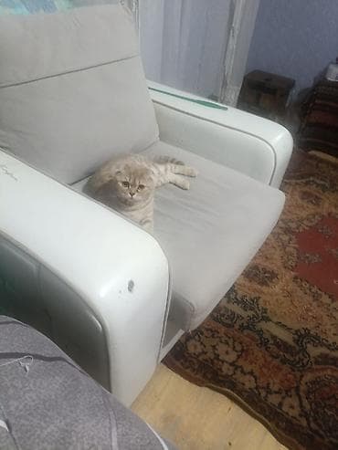 su tısbağa: Şotland — 3