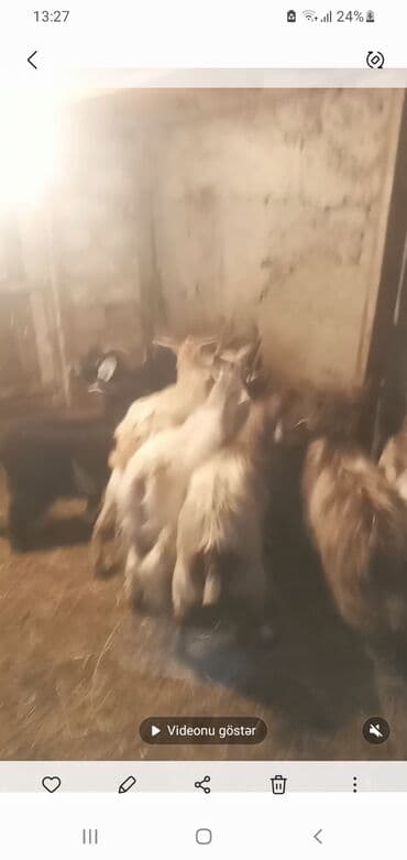 Digər heyvanlar: Qoyun-keçi təsərrüfatı üçün yerli keçilər satılır. - Növ: Yerli — 4