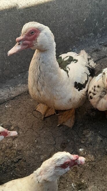 Heyvanlar üçün mallar: Xoruz, il: <1 — 1