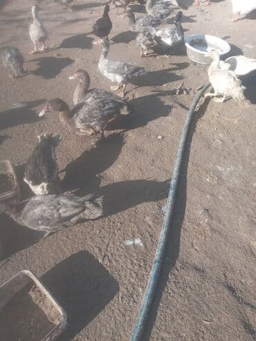 qoyun qiyməti 2024: Dişi, | Lal ördək, Yumurtalıq, Ünvandan götürmə — 5