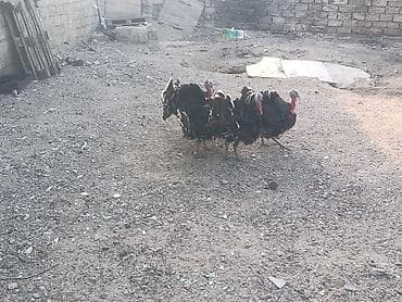 hinduşka balalari: 4 ədədi Erkək Quşu Bronza Cinsi Peyvəndlər vurulub Damazlıq üçündə — 3