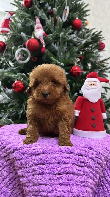 где купить собаку в баку: Пудель, 2 месяца, Самец, С прививками, Самовывоз — 7