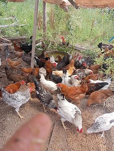 xacmaz heyvan bazari: Salam. 6 aylig kənd çolpalari satılır 40 denedir. hamsin alana — 8
