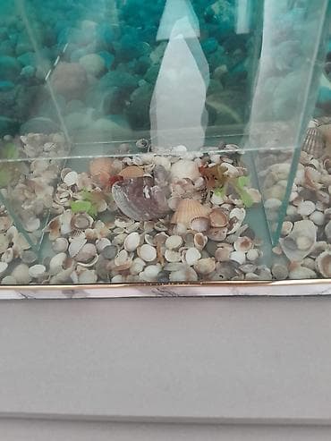 diskus baliqlari: Boş, 28 l — 5