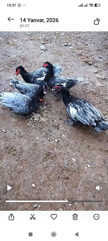 qara australorp: Boz-gümüşü, tünd qara - Qrup şəklində saxlanılır, səhnələrdə həm açıq — 3