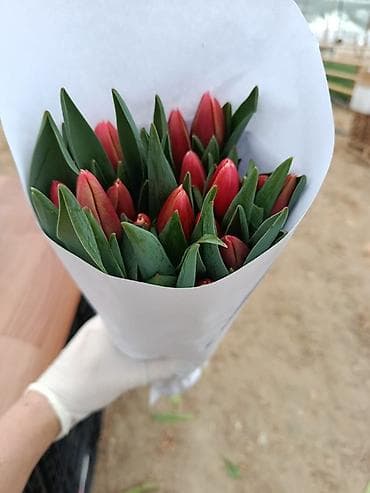 ad gunu ucun gul sekilleri: Məhsul: Tülpan buketi Təsvir: - Rəng: al-qırmızı çalarlarla sarı uclu — 4