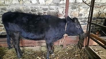 ceyran sekilleri: Qara rəngli dana / düyə Xüsusiyyətlər: - Yaş: təxminən gənc (boynunda — 2