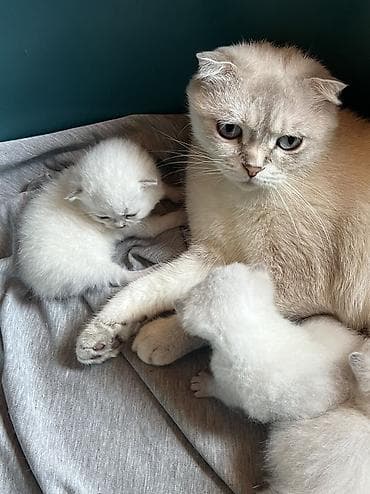 tuksuz pişik: Şotland, Erkək, Dişi, Ünvandan götürmə, Ödənişli çatdırılma — 10