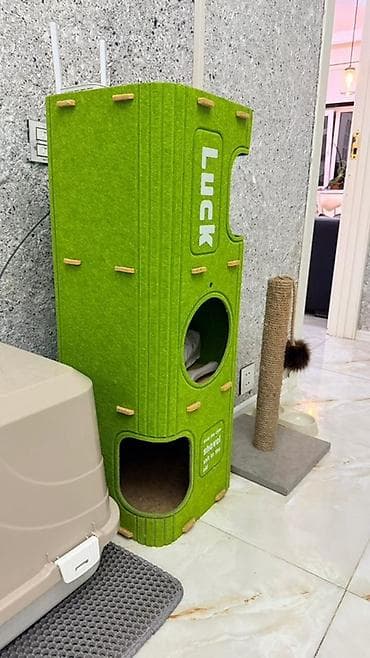 siam pişiyi: Britan — 3