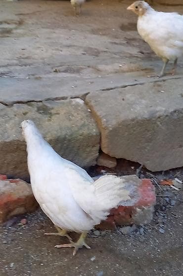 cuce satisi: Toyuq cücələri, Damazlıq, Ünvandan götürmə — 7