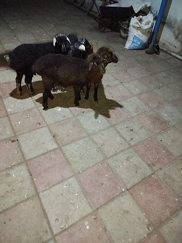 əmlik quzu: Quzular satılır - Növ: yerli qoyun/quzu - Say: 4 baş - Rənglər: qara — 2