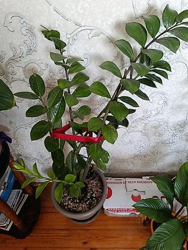 şanagullə bitkisi: Zamioculcas (ZZ bitkisi) – dekorativ ev bitkisi - Boy: təxminən 70–90 — 4