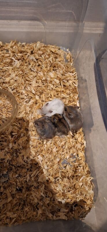 gəmiricilər: Cunqarik xamyak(dağsiçanı) 3 aylıq balalar və ata ana.Bozlar 5 — 4